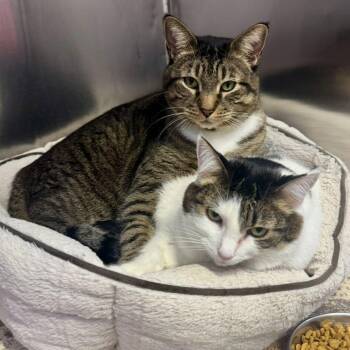 Rescue Domestic Short Hair Cats for Adoption in Waltham, Massachusetts - Freedom & Serenity | PetCurious