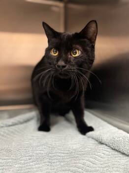 Rescue Domestic Short Hair Cats for Adoption in San Luis Obispo, California - Dodger | PetCurious