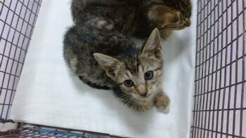 NELSON -  Domestic Short Hair Cat Available for Adoption in Doral, Florida - NELSON | PetCurious