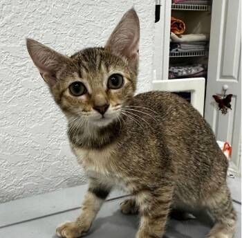Domestic Short Hair Cats Available for Adoption in Quail Heights, Florida - Tijuana | PetCurious