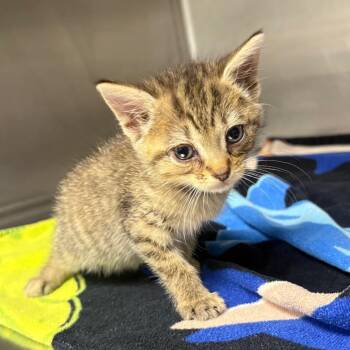 Meowgaret -  Domestic Short Hair Cat for Adoption in Greenville, South Carolina - Meowgaret | PetCurious