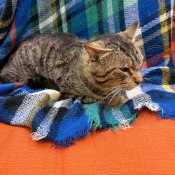 Domestic Short Hair Cats Available for Adoption - Rick | PetCurious