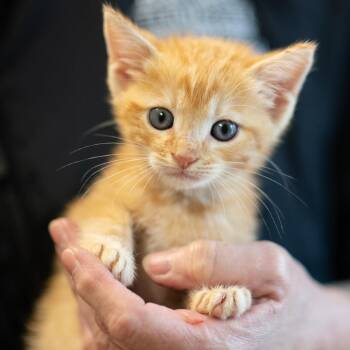 SPIKE-30987 -  Domestic Short Hair Cat for Adoption in Memphis, Tennessee - SPIKE-30987 | PetCurious
