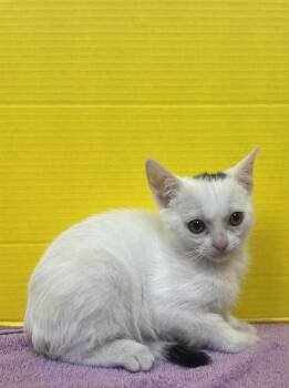 Giselle -  Domestic Short Hair Cat Available for Adoption in Houston, Texas - Giselle | PetCurious