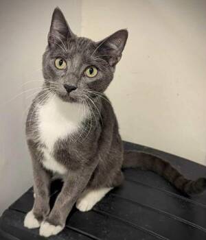 Rescue Domestic Short Hair Cats for Adoption in New Baltimore, Michigan - Smokey | PetCurious