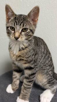 Olive -  Domestic Short Hair Cat for Adoption - Olive | PetCurious