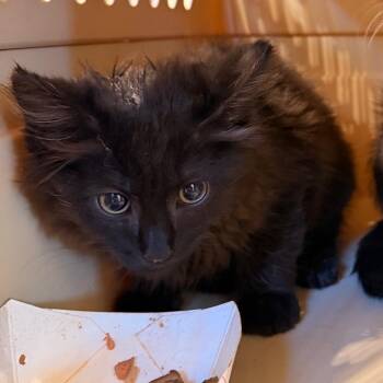 Burger -  Domestic Long Hair Cat for Adoption in Lynchburg, Virginia - Burger | PetCurious