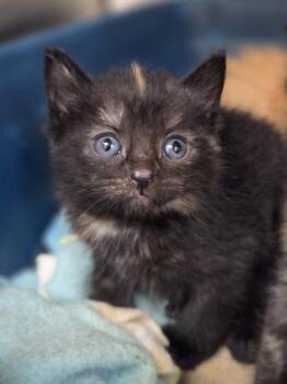 Dress -  Domestic Short Hair Cat for Adoption in Westland, Michigan - Dress | PetCurious