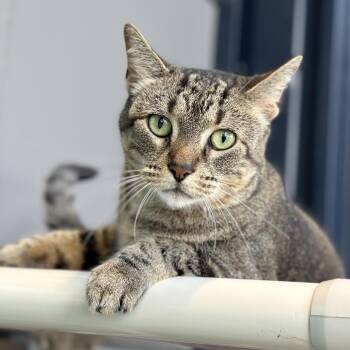 Gizmo -  Domestic Short Hair Cat for Adoption in Evanston, Illinois - Gizmo | PetCurious