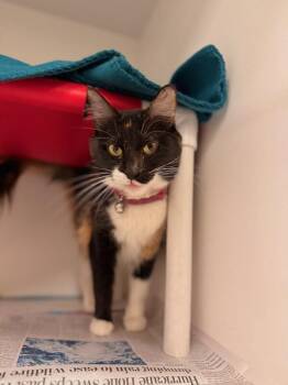 Domestic Medium Hair Cats Available for Adoption in Fruit Heights, Utah - Maple | PetCurious