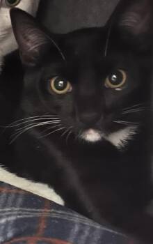 Domestic Short Hair Cats Available for Adoption - Boots | PetCurious