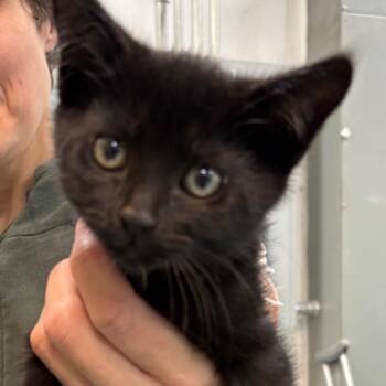 Jason -  Domestic Short Hair Cat for Adoption in Victoria, British Columbia - Jason | PetCurious