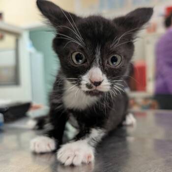 One Wish Willow -  Domestic Short Hair Cat for Adoption in Titusville, Florida - One Wish Willow | PetCurious