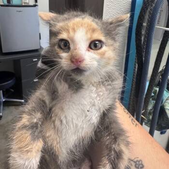 Domestic Short Hair Cats Available for Adoption in Columbiana, Alabama - Cherry Limade | PetCurious