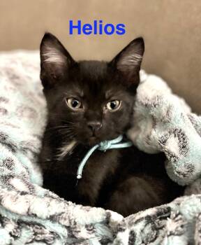 Domestic Short Hair Cats Available for Adoption - Helios | PetCurious