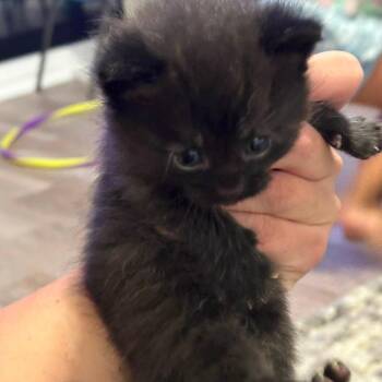 Domestic Short Hair Cats Available for Adoption in Jasper, Indiana - Ember | PetCurious