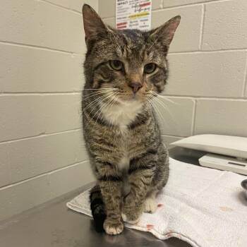 Domestic Short Hair Cats Available for Adoption in Bristol, Indiana - Harrison | PetCurious