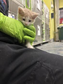 Domestic Short Hair Cats Available for Adoption in Indianapolis, Indiana - TOFU | PetCurious