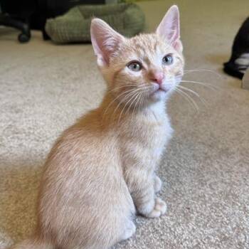 Bryce -  Domestic Short Hair Cat for Adoption in Lenexa, Kansas - Bryce | PetCurious