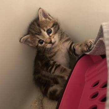 Jess -  Domestic Short Hair Cat for Adoption in Auburn, Alabama - Jess | PetCurious