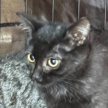 Taco Bell -  Domestic Short Hair Cat for Adoption in Salt Lake City, Utah - Taco Bell | PetCurious