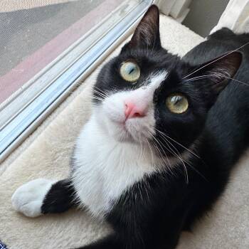 Alfie -  Domestic Short Hair Cat for Adoption in Portland, Oregon - Alfie | PetCurious