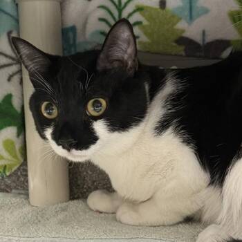 Domestic Short Hair Cats Available for Adoption - MR P | PetCurious