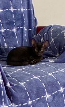 Rescue Domestic Short Hair Cats for Adoption in Statesboro, Georgia - Encyclopedia (Yoda) | PetCurious