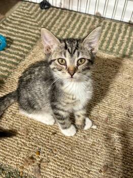 Parmesan (The Cheese Litter) -  Domestic Short Hair Cat for Adoption in Mattoon, Illinois - Parmesan (The Cheese Litter) | PetCurious