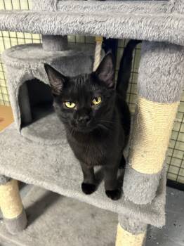 Rescue Domestic Short Hair Cats for Adoption in Holland, Michigan - Sarah | PetCurious