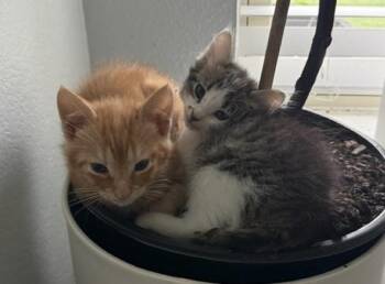 Tilly -  Domestic Short Hair and Tabby Cat for Adoption in Frisco, Texas - Tilly | PetCurious