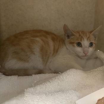 Cheez-It -  Domestic Short Hair Cat for Adoption in Pasadena, California - Cheez-It | PetCurious