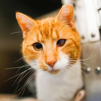 Domestic Short Hair Cats Available for Adoption in Dover, New Hampshire - Norburt | PetCurious