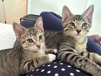 Ash and Ollie -  Tabby Cat for Adoption in Sunrise, Florida - Ash And Ollie | PetCurious