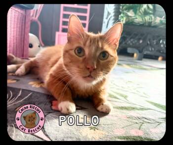 Pollo -  Domestic Short Hair Cat Available for Adoption in Hershey, Pennsylvania - Pollo | PetCurious