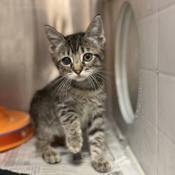 Alfalfa -  Domestic Short Hair Cat for Adoption in Houston, Texas - Alfalfa | PetCurious