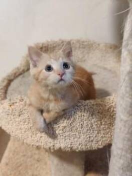 Rescue Domestic Short Hair Cats for Adoption - Ghoul | PetCurious