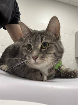 SHIVA -  Domestic Short Hair Cat for Adoption in Indianapolis, Indiana - SHIVA | PetCurious