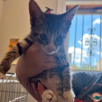 Opal -  Domestic Short Hair Cat for Adoption in New York, New York - Opal | PetCurious