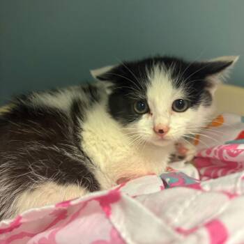 Suzy Q -  Domestic Short Hair Cat for Adoption in Chattanooga, Tennessee - Suzy Q | PetCurious