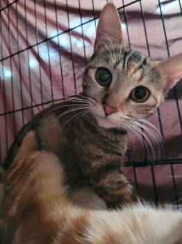 Rescue Domestic Short Hair Cats for Adoption in Vacaville, California - Mazie | PetCurious