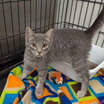 Marilyn -  Domestic Short Hair Cat for Adoption in Hannibal, Missouri - Marilyn | PetCurious