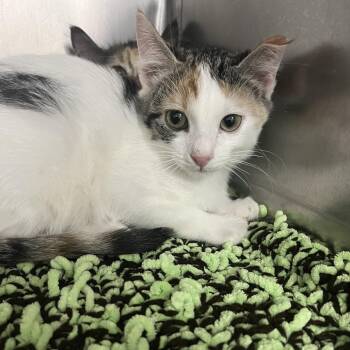 Suki -  Domestic Short Hair Cat for Adoption in Idaho Falls, Idaho - Suki | PetCurious