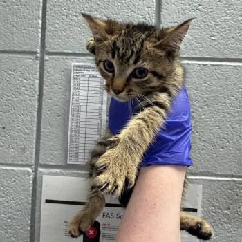 Saphira -  Domestic Short Hair Cat for Adoption in West Olive, Michigan - Saphira | PetCurious