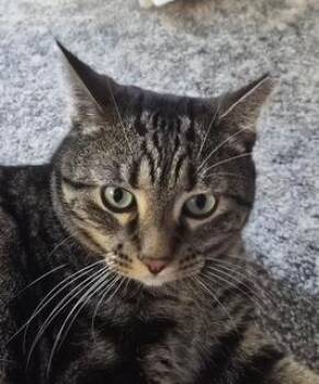 Tigger - Courtesy Post -  Tabby Cat for Adoption in Clawson, Michigan - Tigger - Courtesy Post | PetCurious