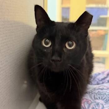 Domestic Short Hair Cats Available for Adoption in Richmond, Virginia - Freddie | PetCurious
