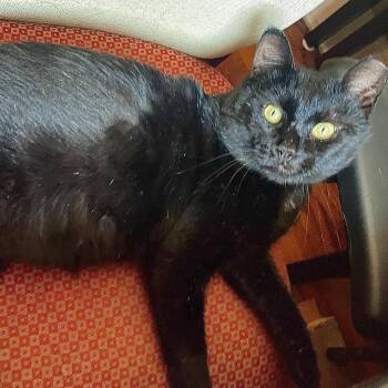 Rescue Domestic Short Hair Cats for Adoption in Springfield, Missouri - Shadow | PetCurious