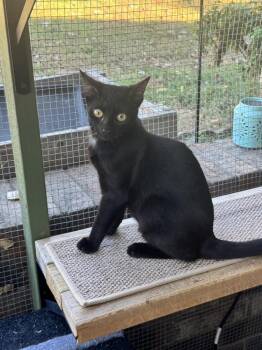Joey -  Bombay and Domestic Short Hair Cat for Adoption in Plumerville, Arkansas - Joey | PetCurious