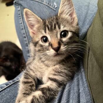 Keeley -  Domestic Short Hair Cat for Adoption in Springfield, Illinois - Keeley | PetCurious