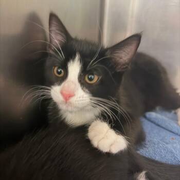 Byron 4 -  Domestic Short Hair Cat for Adoption in Titusville, Florida - Byron 4 | PetCurious